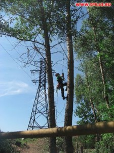 Об этом полезно знать: технология валки деревьев
