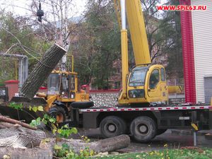 В каких случаях необходима вырубка аварийных деревьев