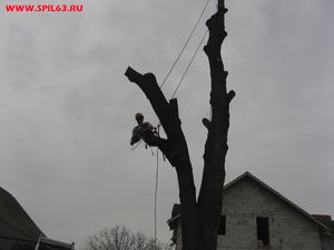 Способы вырубки сухих и старых деревьев
