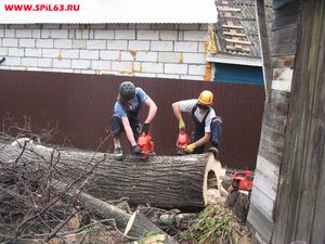 Стоимость вырубки деревьев