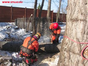 Профессиональная валка деревьев в Самаре: технология и стоимость работ